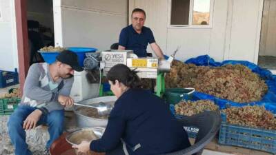 Adıyaman’da, nostaljik bağbozumu geleneği olan "Kerge", artık modern teknolojik aletlerle