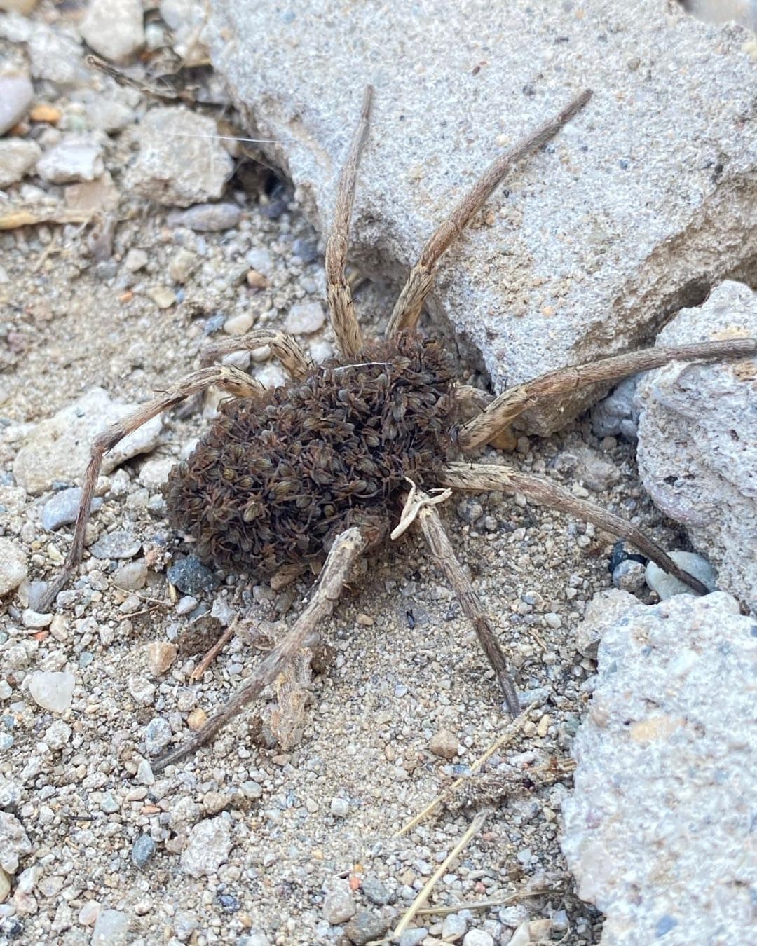 Batman’ın Kozluk ilçesinde, yüzlerce yavrusunu sırtında taşıyan bir örümcek görüntülendi.