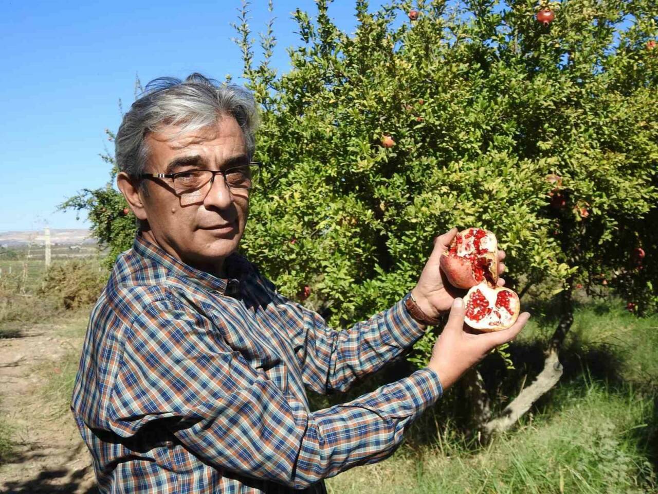 Gaziantep’te Çiftçiler Nar Hasadına Hazırlanıyor