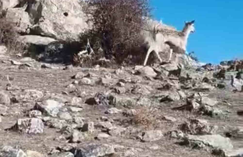 Mardin’de, uzun yıllar sonra