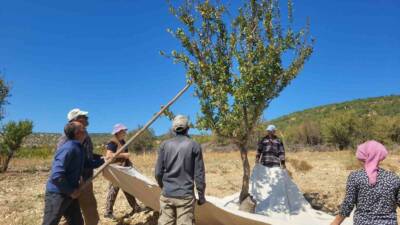 Sağlık faydalarıyla bilinen alıç meyvesinin hasadı Türkiye'nin belirli bölgelerinde, özellikle