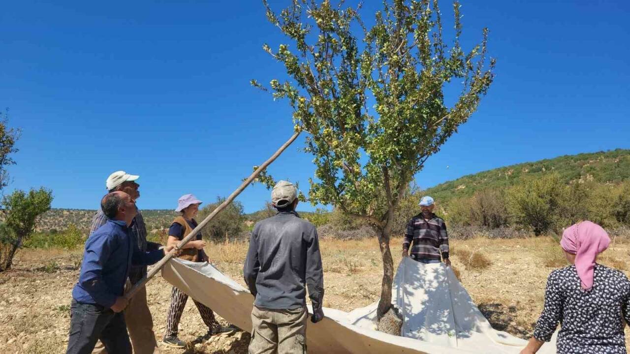 
Sağlık faydalarıyla bilinen alıç meyvesinin hasadı Türkiye'nin belirli bölgelerinde, özellikle