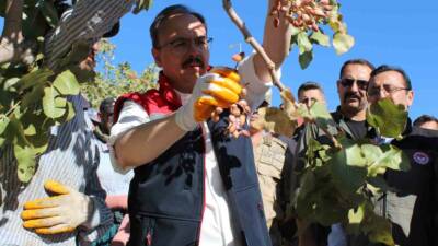 Siirt’in Tillo ilçesinde bu yıl düzenlenen "Siirt Fıstığı Doğa ve