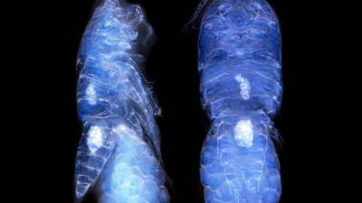 Adıyaman Üniversitesi Biyoloji Bölümü öğretim üyesi Doç. Dr. Serdar Sönmez