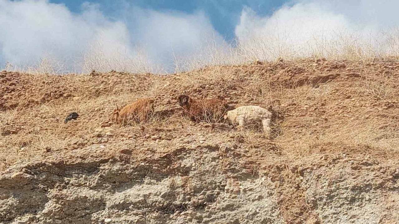 3 Keçi 2 Gündür Mahsur Kaldıkları Yerden Kurtarıldı