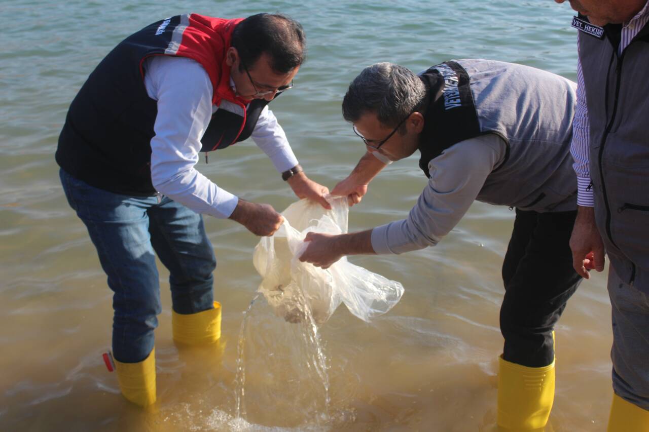 Siirt’te Baraj Göllerine 2 Milyon Balık Yavrusu Bırakıldı