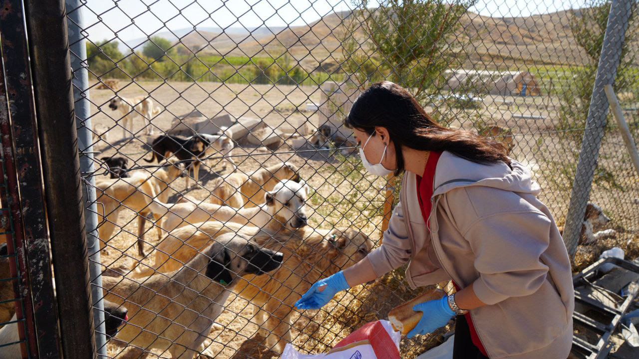 Adıyaman’da Sokak hayvanları son teknolojiyle daha güvende