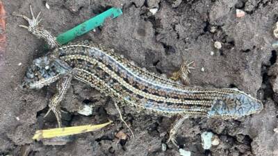 Adıyaman’da, bir vatandaşın arazisinde karşılaştığı çift başlı kertenkele görenleri hayrete