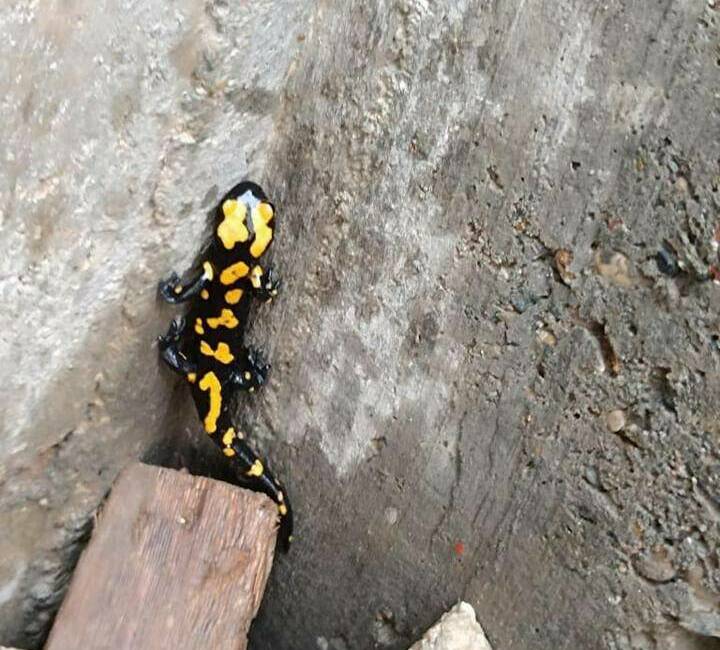 Adıyaman kent merkezinde, nadir