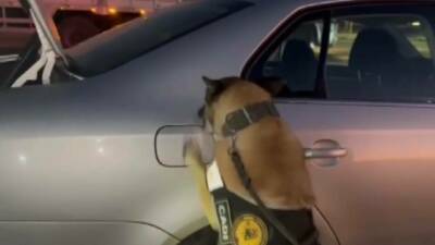 Adıyaman’da, dedektör köpek "Cadı"nın tepki vermesi üzerine durdurulan bir araçta