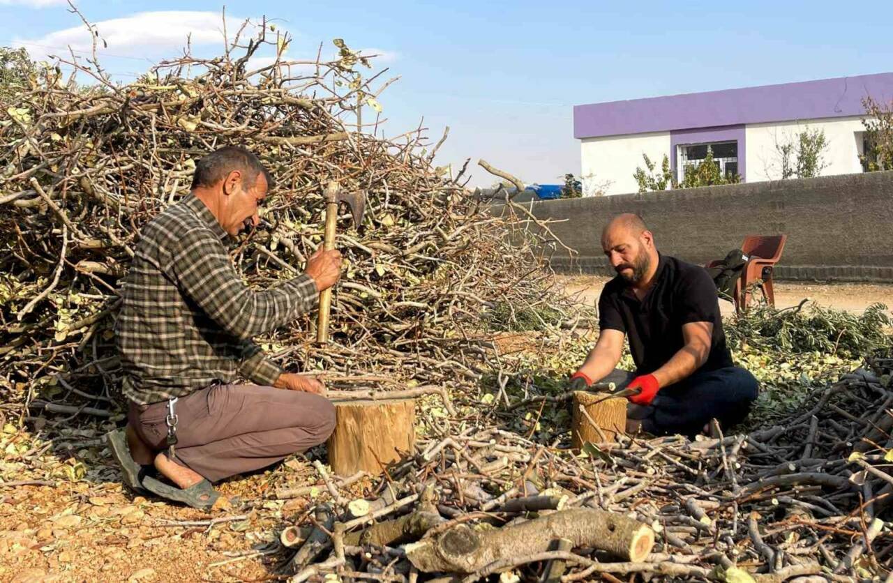 Fıstığın Budanan Dalları Yakacak Olarak Değerlendiriliyor