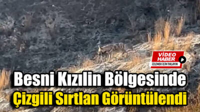 Besni, Kızılin bölgesinin yüksek alanlarında nadir görülen çizgili sırtlan, bu