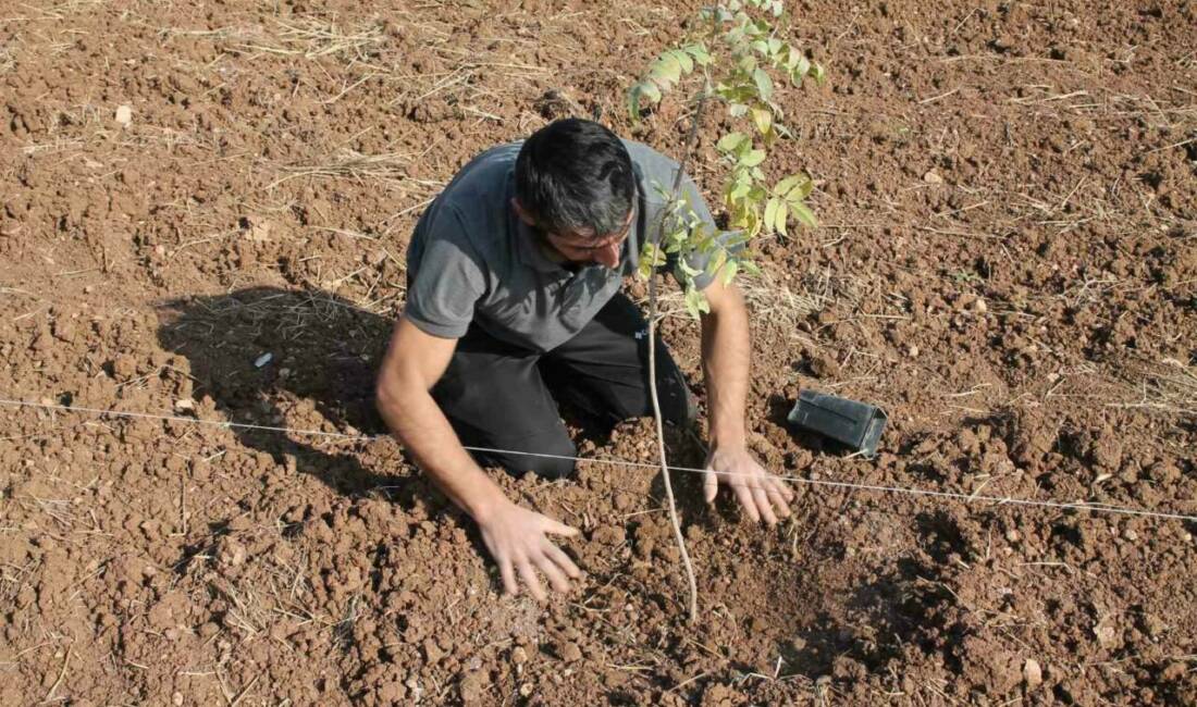 Mardin’in Nusaybin ilçesinde, tarım