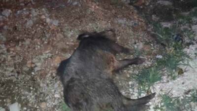 Adıyaman-Kahta Karayolu’nda minibüsün çarptığı yabani domuz telef oldu.