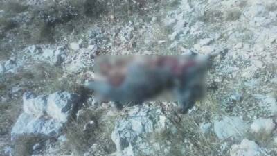 Adıyaman merkeze bağlı Yaylakonak Beldesi’nin dağlık bölgesinde Hasan E.’ye ait