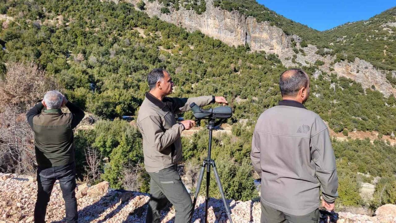 Adıyaman’da yaban keçilerinin popülasyonu çıkartıldı