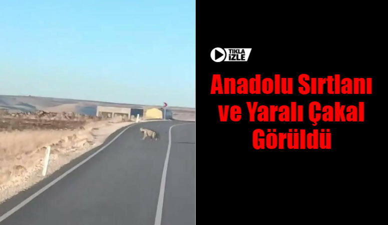 Şanlıurfa’da nadir görülen iki