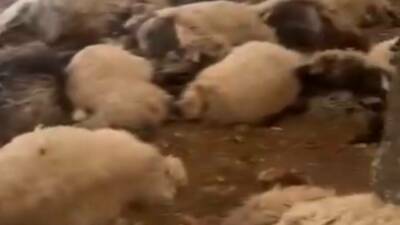 Siirt’in Eruh ilçesinde hayvancılıkla geçimini sağlayan Menal Timurtaş’a ait 120