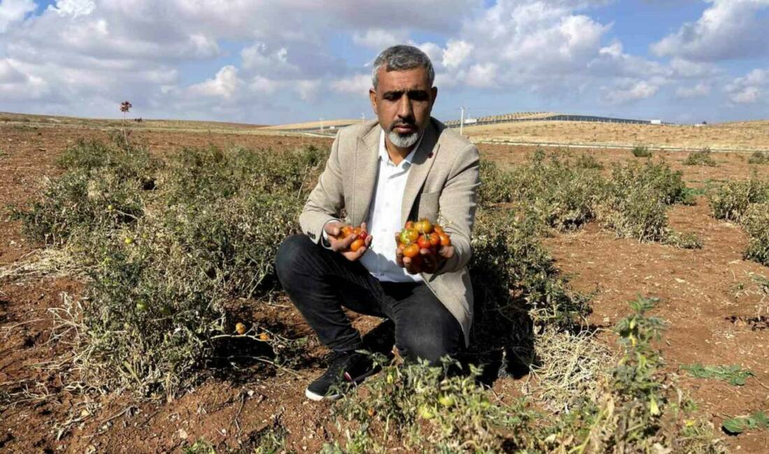 Şanlıurfa’nın kıraç arazilerinde susuz yetişen bej domatesin koruma altına alınarak