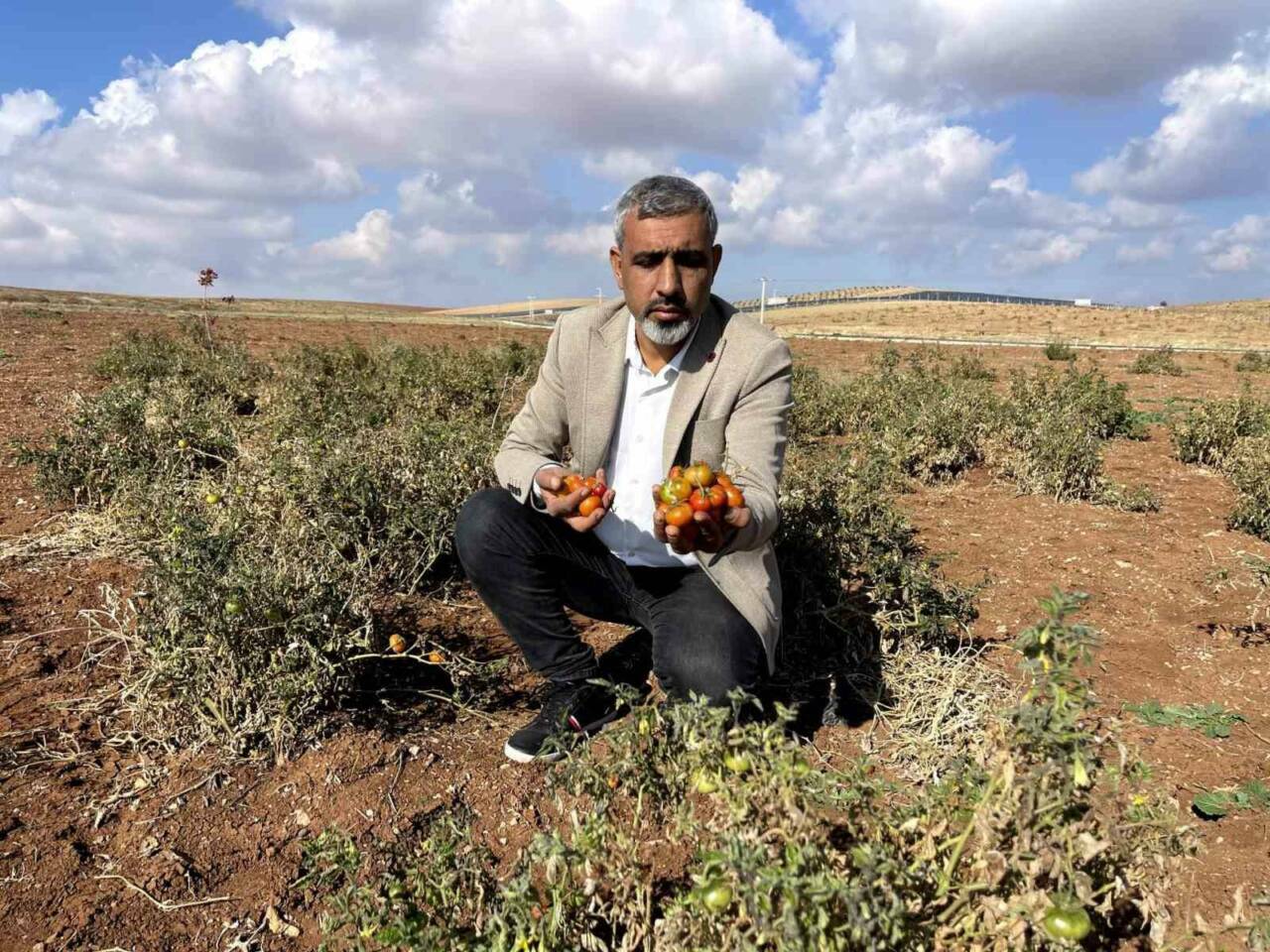 Şanlıurfa’nın kıraç arazilerinde susuz yetişen bej domatesin koruma altına alınarak