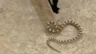 Mardin'in Kızıltepe ilçesinde ender rastlanan bir şeritli engerek yılanı bir