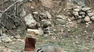Mardin’in Kızıltepe ilçesinde nesli tükenme tehdidi altında olan porsuk görüldü.
