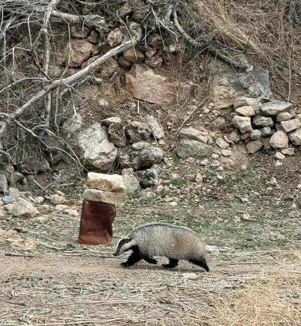 Mardin’in Kızıltepe ilçesinde nesli