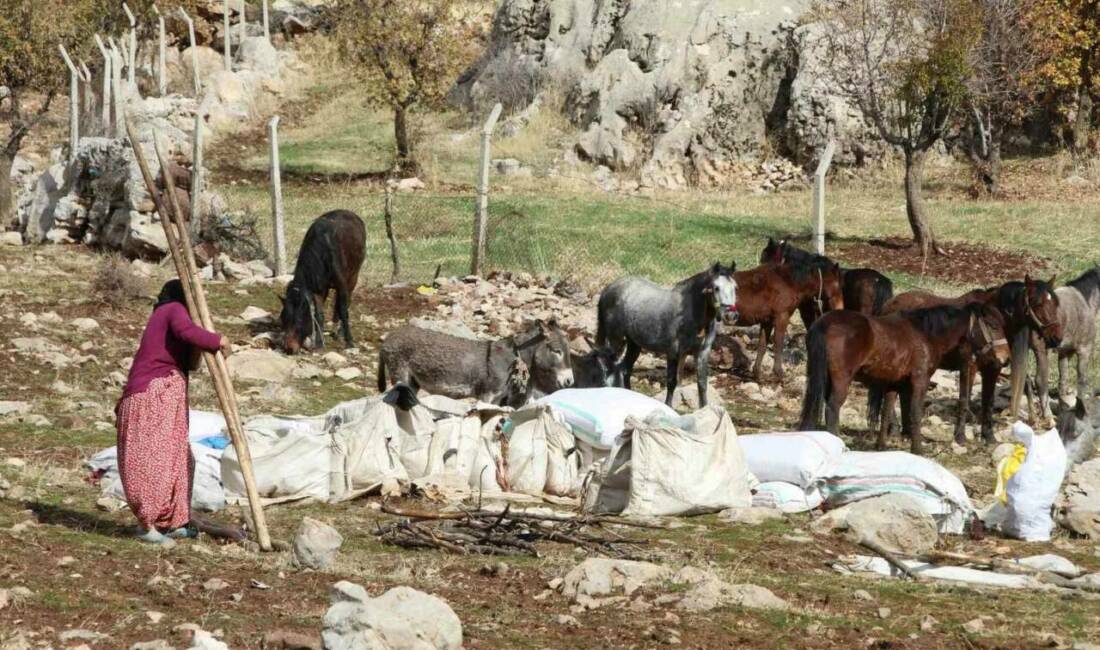 Şırnak'ta göçerlerin kışlaklara doğru