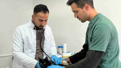 Adıyaman’da havalı tüfekten çıkan mermi sonucu yaralanan kedi, yapılan cerrahi
