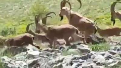 Adıyaman’da vatandaşlar, yüksek rakımlı dağlarda yaban keçilerini görüntüledi. Keçilerin, kendilerini