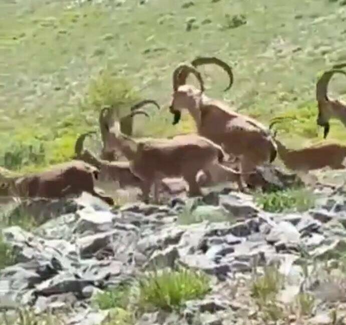 Adıyaman’da vatandaşlar, yüksek rakımlı