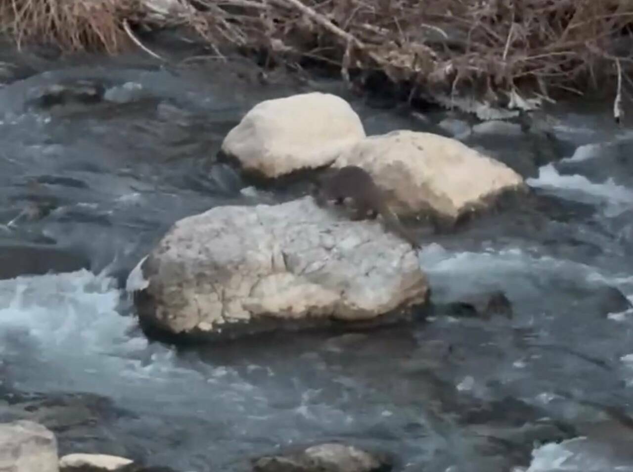 Şırnak’ın Beytüşşebap ilçesinde derede balık avlayan su samuru görüntülendi.