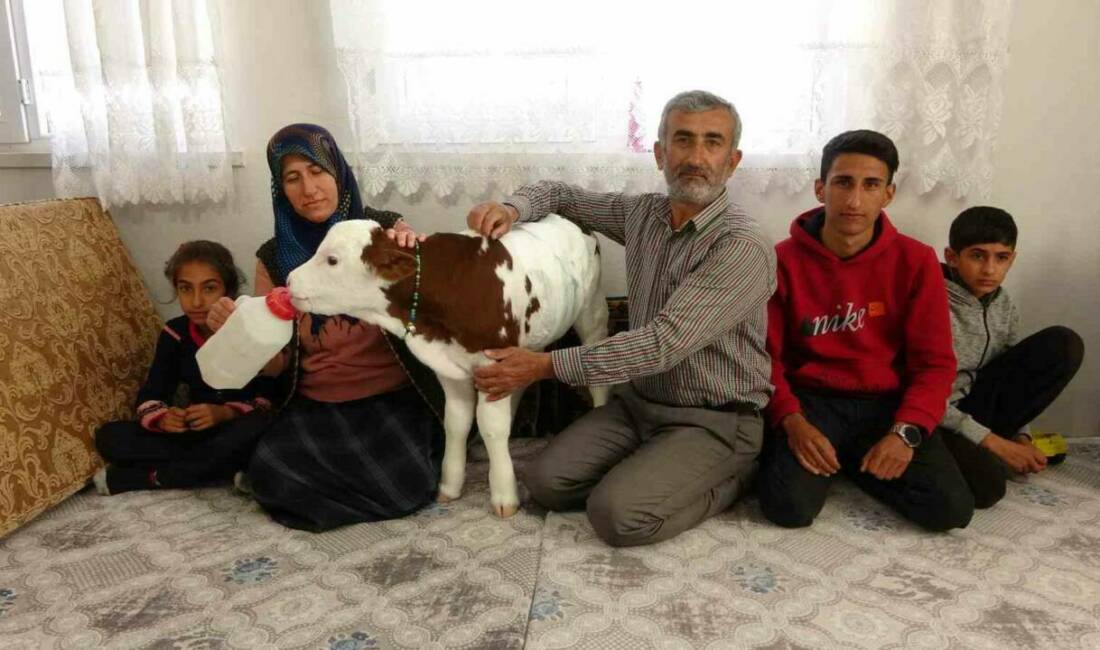 Adıyaman’da erken doğan buzağılarına çocukları gibi bakan Coşkun ailesi, buzağıyla