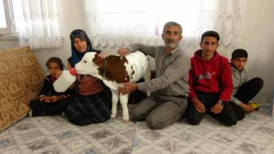 Adıyaman’da erken doğan buzağılarına çocukları gibi bakan Coşkun ailesi, buzağıyla