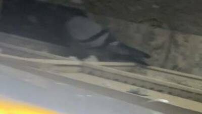 Batman’da bir apartman boşluğuna giren güvercin günler sonra yoğun kanat