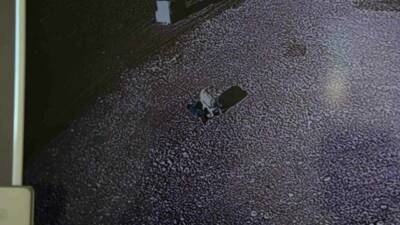 Diyarbakır’ın Sur ilçesinde sokak köpeğinin 5 yaşındaki çocuğa saldırdığı anlar