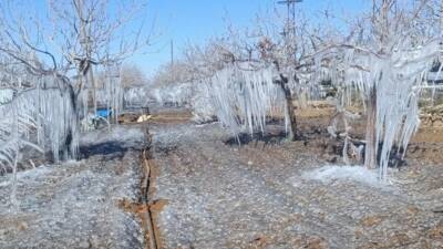 Hava sıcaklıklarının eksi dereceleri gördüğü Adıyaman’da fıstık bahçeleri buz tuttu.