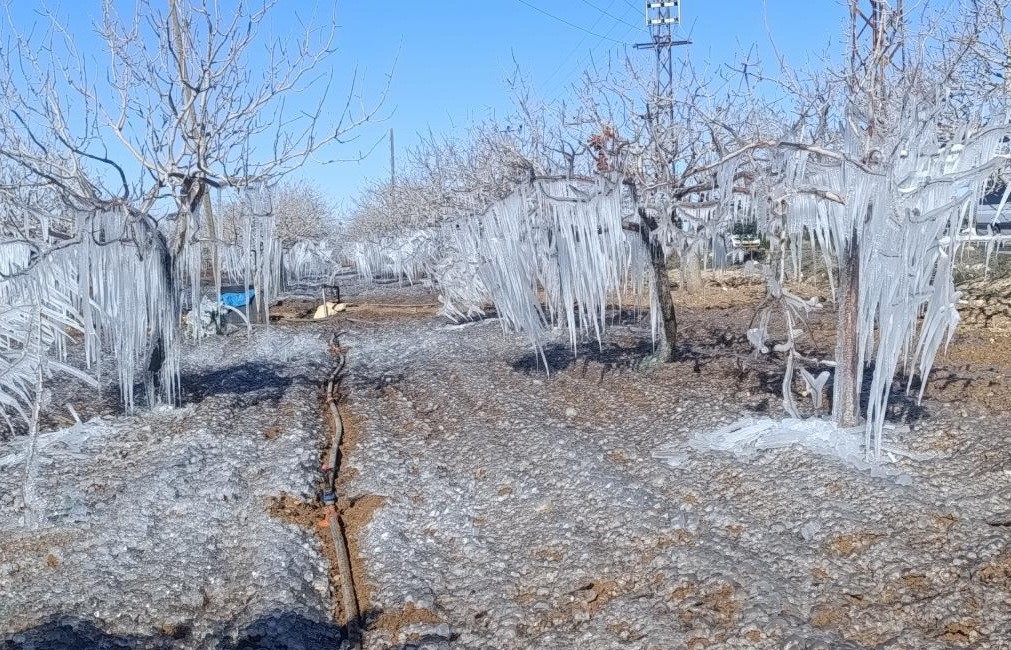 Hava sıcaklıklarının eksi dereceleri gördüğü Adıyaman’da fıstık bahçeleri buz tuttu.