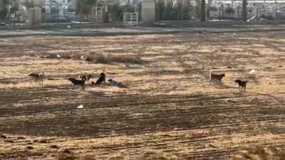 Mardin’in Nusaybin ilçesinde okul çevrelerinde gezen başıboş sokak köpekleri, vatandaşlarda