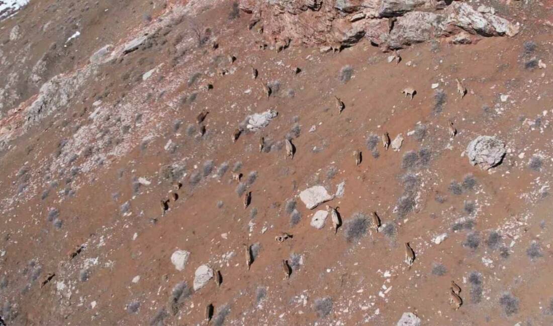 Adıyaman Çelikhan karayolu üzerine kadar inen yaban keçilerini gören vatandaşlar