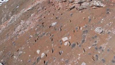 Adıyaman Çelikhan karayolu üzerine kadar inen yaban keçilerini gören vatandaşlar