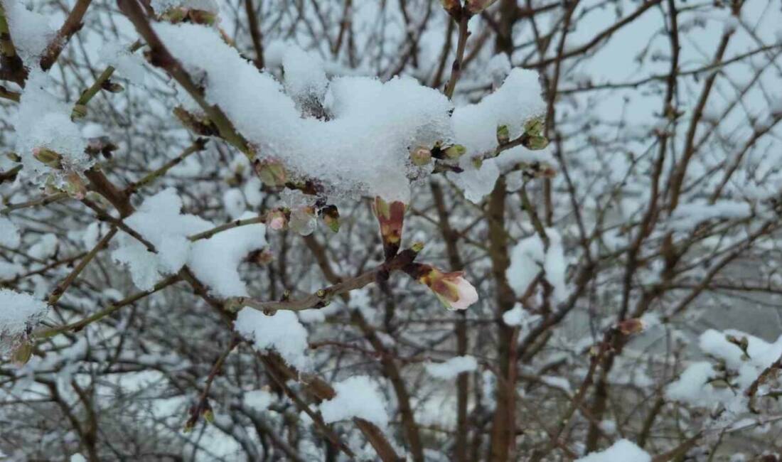 Adıyaman’da mevsim normallerinin üzerinde seyreden sıcaklık nedeniyle çiçek açan badem