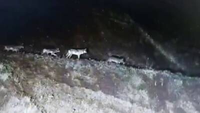 Adıyaman’da kar ve soğuk hava nedeniyle yiyecek arayan kurt sürüsü