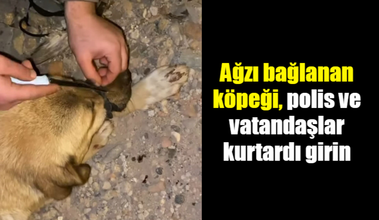 Diyarbakır’da sokakta ağzı iple bağlı bulunan köpek, polis ve vatandaşlar