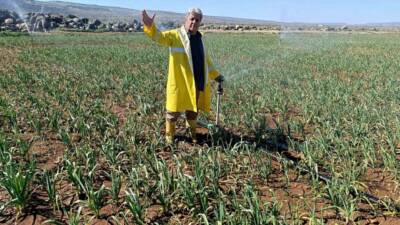 Gaziantep'te Araban Sarımsağı üreticileri, kuraklık endişesine karşı yağmurlama sulama sistemini