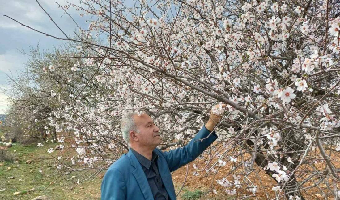 Gaziantep'in Araban ilçesinde meyve ve badem ağaçları çiçek açtı, doğanın