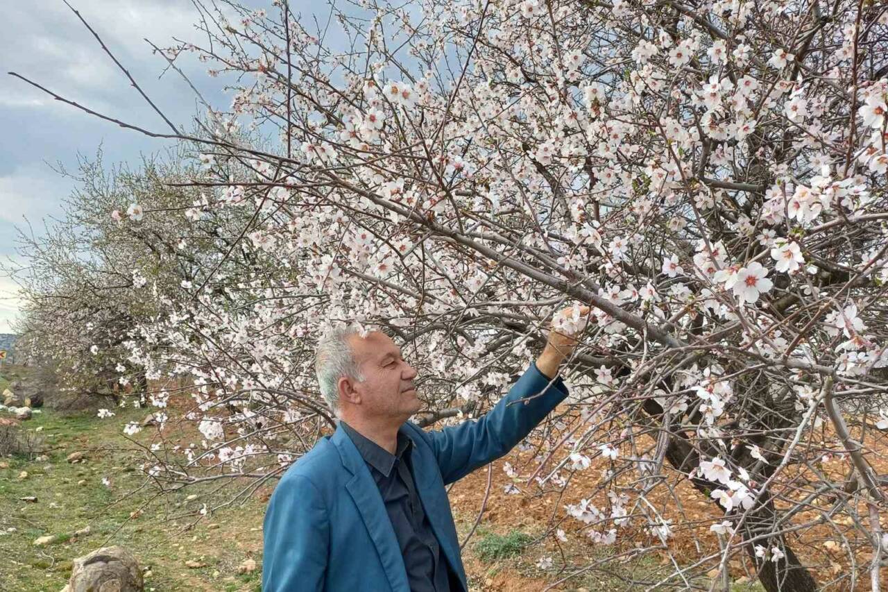 Gaziantep'in Araban ilçesinde meyve ve badem ağaçları çiçek açtı, doğanın