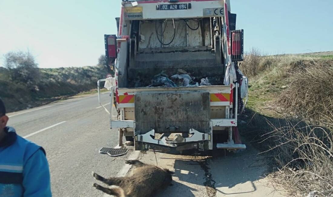 Adıyaman’da yolun karşı tarafına geçmeye çalışan domuz, aracın çarpması sonucu