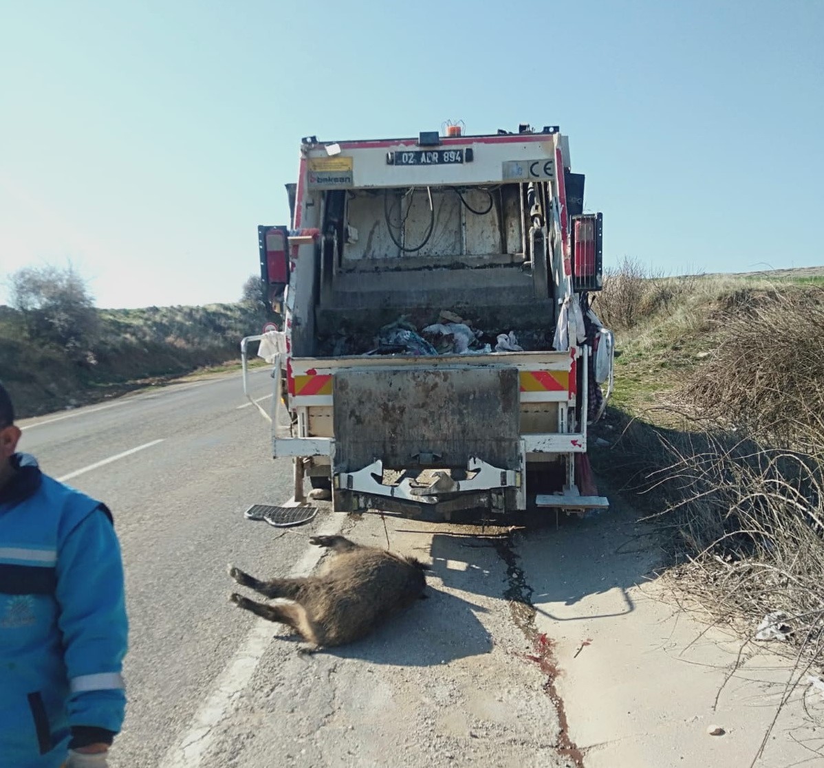 Adıyaman’da yolun karşı tarafına geçmeye çalışan domuz, aracın çarpması sonucu