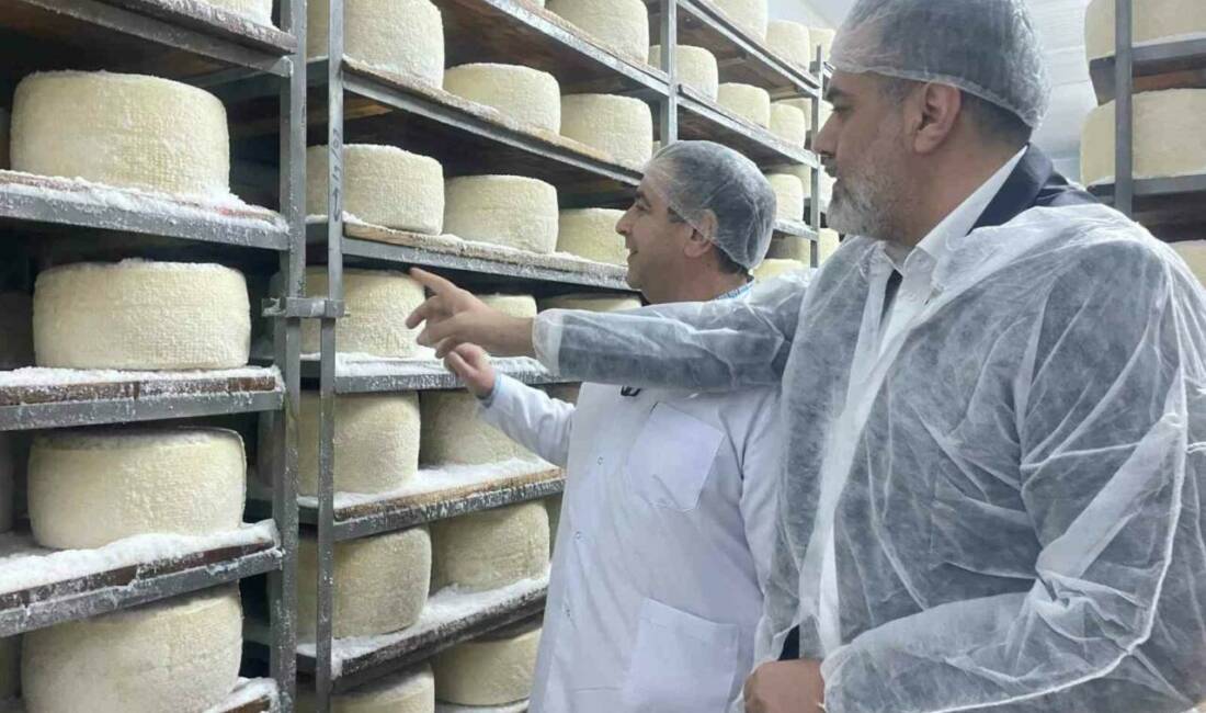 Şanlıurfa'da çadırda başlayan peynir üretimi, Sinan Kutlu'nun 7 bin metrekarelik